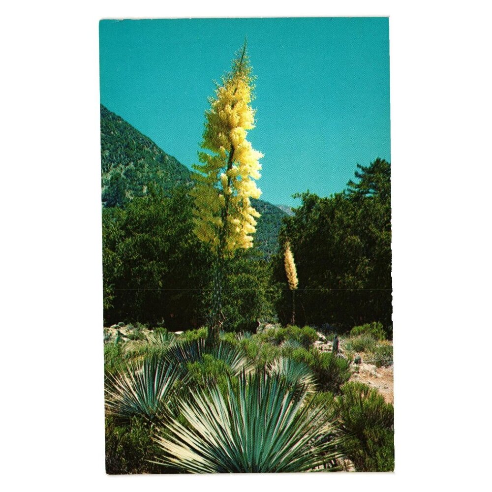 Vintage Columbia Postcard Native Yucca Bloom Chandler North Hollywood Calif